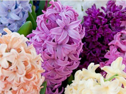 Hyacint vonný mix – směs jarních barev  Hyacinthus orientalis mix