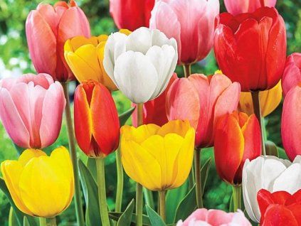 Tulipán 'Deluxe' - mix pro řez  Tulipa 'Deluxe' - mix