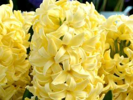 Hyacint 'Yellow Queen'  Hyacinthus 'Yellow Queen'