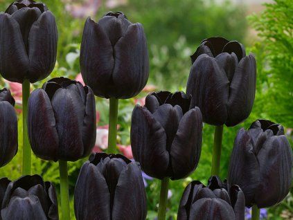 Tulipán 'Paul Scherer'  Tulipa 'Paul Scherer'