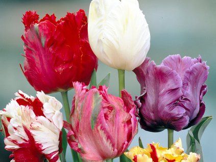 Tulipán papouškovitý - mix  Tulipa parrot mixed