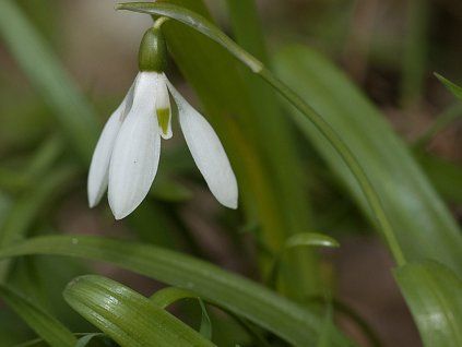 Sněženka Woronowova  Galanthus woronowii