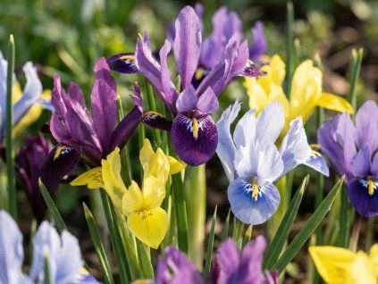 Kosatec síťkovaný - mix  Iris reticulata mixed