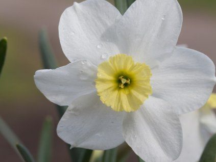 Narcis 'Segovia'  Narcissus 'Segovia'