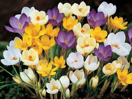 Krokus botanický mix – směs drobnokvětých druhů  Crocus Botanical Mix