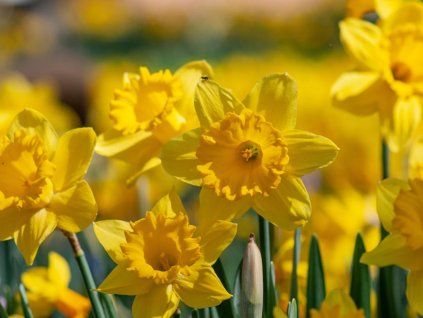 Narcis 'Gigantic Star'  Narcissus 'Gigantic Star'