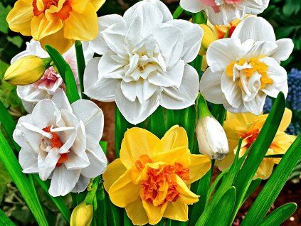 Narcis - Plnokvětý mix  Narcissus - Plnokvětý mix