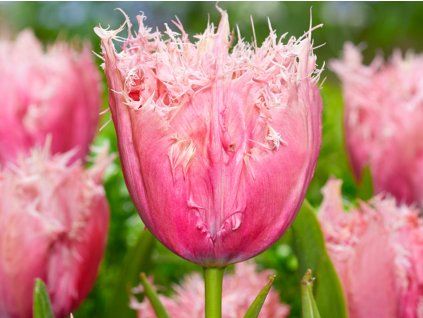 Tulipán 'Paleis Het Loo'  Tulipa 'Paleis Het Loo'