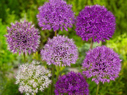 Česnek perský mix  Allium stipitatum mix