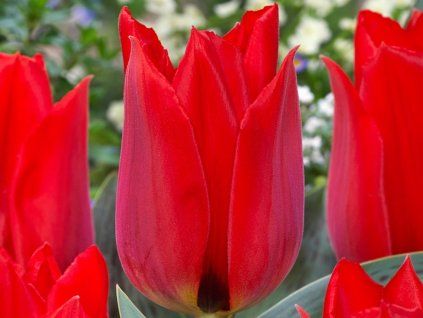 Tulipán 'Julius Ceasar'  Tulipa 'Julius Ceasar'