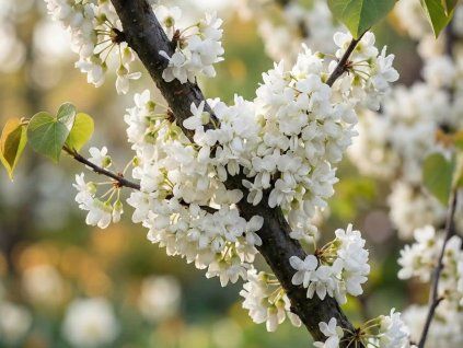 Zmarlika kanadská 'White Pom Poms'  Cercis canadensis 'White Pom Poms'