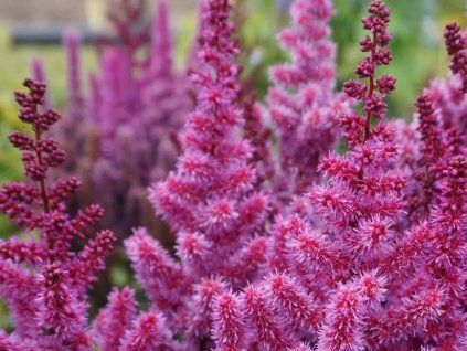 Čechrava 'Purple Rain' - Astilbe 'Purple Rain'  Astilbe 'Purple Rain'