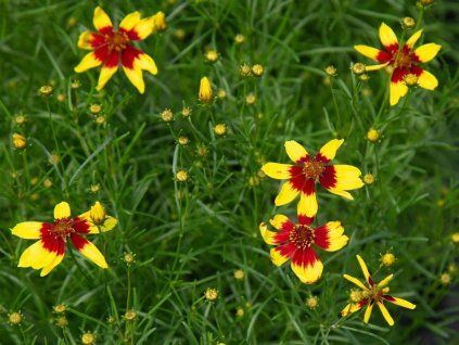 Krásnoočko 'Firefly' - Coreopsis 'Firefly'  Coreopsis 'Firefly'