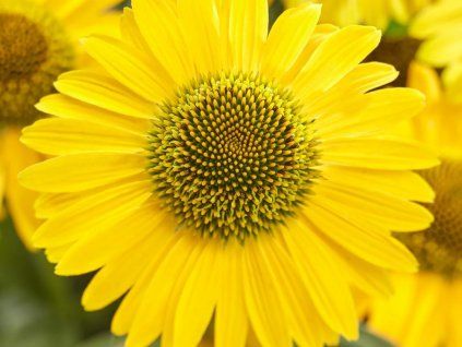Třapatka 'Sunseekers Limoncello' - Echinacea 'Sunseekers Limoncello'  Echinacea 'Sunseekers Limoncello'
