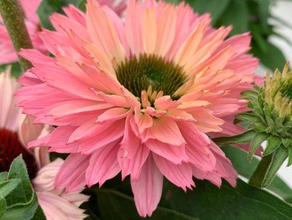 Třapatka 'Sunseekers Rainbow' - Echinacea 'Sunseekers Rainbow'  Echinacea 'Sunseekers Rainbow'