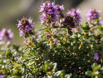 Tymián kmínový - Thymus herba-barona  Thymus herba-barona