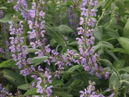 Šalvěj lékařská 'Berggarten' - Salvia officinalis 'Berggarten'  Salvia officinalis 'Berggarten'