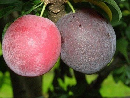Japonská švestka 'Kometa' - kontejner  Prunus salicina 'Kometa'