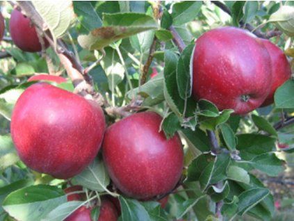 Jabloň 'Braeburn Mariri Red' - kontejner  Malus domestica 'Braeburn Mariri Red'