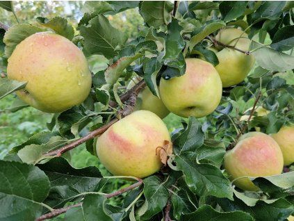 Jabloň 'Lyra' - kontejner  Malus domestica 'Lyra'