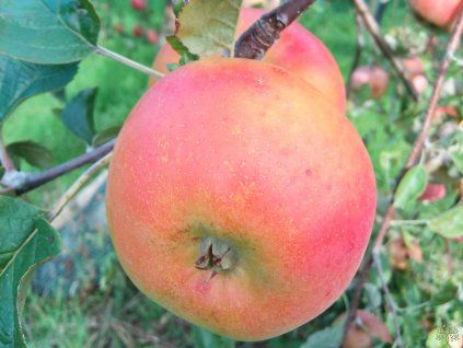 Jabloň 'Zapovězené' - kontejner  Malus domestica 'Zapovězené'