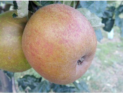 Jabloň 'Bláhův koženáč' - kontejner  Malus domestica 'Bláhův koženáč'