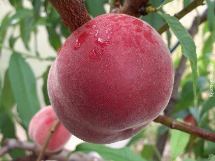Broskvoň 'Springtime' - kontejner  Prunus persica 'Springtime'