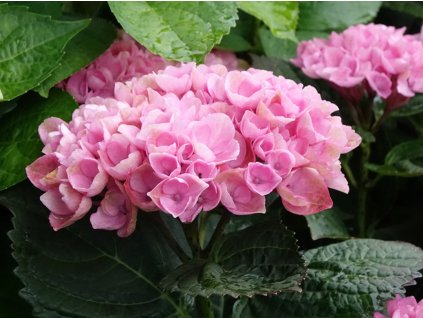 Hortenzie velkolistá 'Magical Revolution'® Pink  Hydrangea m. 'Magical Revolution'® Pink