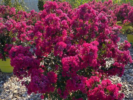 Lagerstroémie 'Red Wine'  Lagerstroemia indica 'Red Wine'