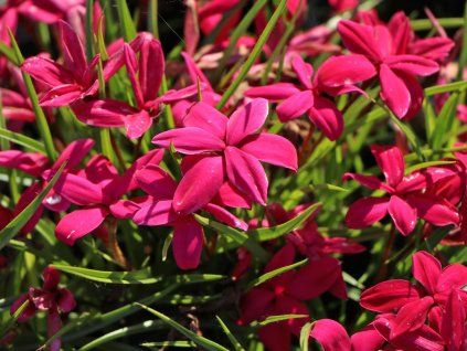Rhodoxis 'Fairy Tale'  Rhodohypoxis 'Fairy Kisses'