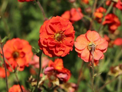 Kuklík 'Fiery Tempest' - Geum 'Fiery Tempest'  Geum 'Fiery Tempest'
