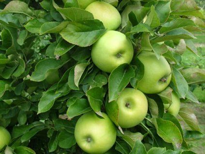 Jabloň sloupovitá 'Sonet' - kontejner  Malus domestica 'Sonet'