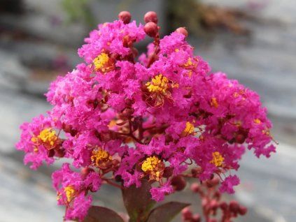 Lagerstroémie 'Maroon Star'  Lagerstroemia indica 'Maroon Star'