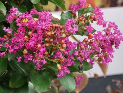 Lagerstroémie 'Purple Star'  Lagerstroemia indica 'Purple Star'