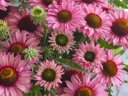 Třapatka nachová 'Bandolero Rose' - Echinacea purpurea 'Bandolero Rose'  Echinacea purpurea 'Bandolero Rose'