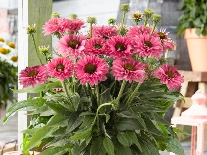 Třapatka nachová 'Bolero Rose' - Echinacea purpurea 'Bolero Rose'  Echinacea purpurea 'Bolero Rose'