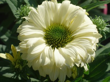 Třapatka nachová 'Bolero Yellow' - Echinacea purpurea 'Bolero Yellow'  Echinacea purpurea 'Bolero Yellow'