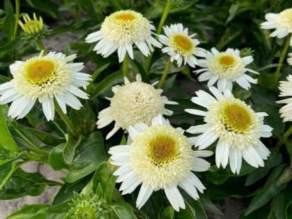 Třapatka 'Double White Compact' - Echinacea 'Double White Compact'  Echinacea 'Double White Compact'