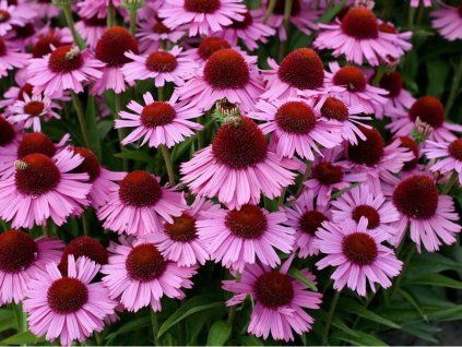 Třapatka 'Meditation Pink' - Echinacea 'Meditation Pink'  Echinacea 'Meditation Pink'