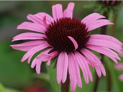 Třapatka 'Sensation Blackpearl' - Echinacea 'Sensation Blackpearl'  Echinacea 'Sensation Blackpearl'