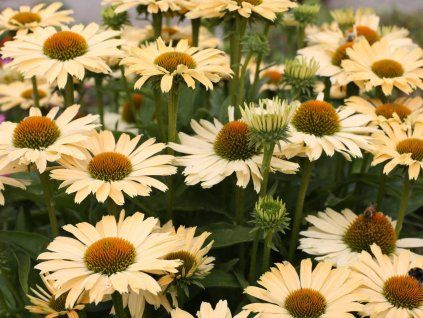 Třapatka 'Sensation Mango' - Echinacea 'Sensation Mango'  Echinacea 'Sensation Mango'