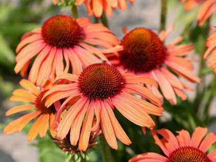 Třapatka 'Sensation Orange' - Echinacea 'Sensation Orange'  Echinacea 'Sensation Orange'