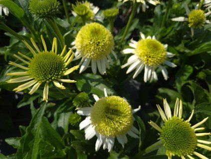 Třapatka nachová Sombrero® 'Double White' - Echinacea purpurea Sombrero® 'Double White'  Echinacea purpurea Sombrero® 'Double White'