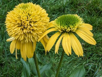 Třapatka Sunny Days 'Lemon' - Echinacea Sunny Days 'Lemon'  Echinacea Sunny Days 'Lemon'