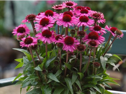 Třapatka Sunmagic 'Vintage Brilliant Rose' - Echinacea Sunmagic 'Vintage Brilliant Rose'  Echinacea Sunmagic 'Vintage Brilliant Rose'
