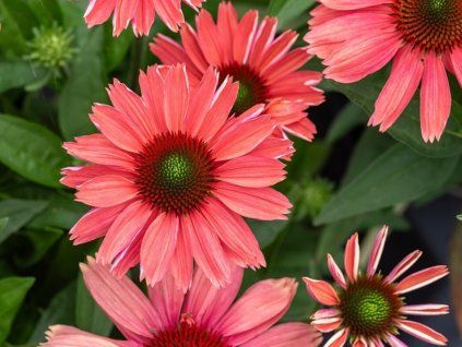 Třapatka nachová 'SunMagic Vintage Watermelon' - Echinacea 'SunMagic Vintage Watermelon'  Echinacea 'SunMagic Vintage Watermelon'