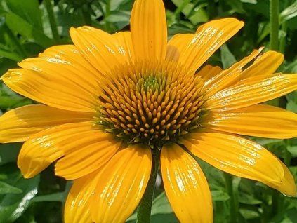 Třapatka nachová 'SunMagic Vintage Yellow' - Echinacea 'SunMagic Vintage Yellow'  Echinacea 'SunMagic Vintage Yellow'