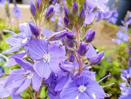 Rozrazil rakouský 'Shirley Blue' - Veronica austriaca 'Shirley Blue'  Veronica longifolia FIRST GLORY 'Allord'