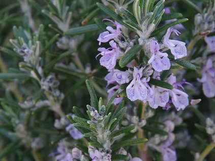 Rozmarýn lékařský 'Miss Jessop's Upright'- Rosmarinus officinalis 'Miss Jessop's Upright'  Rosmarinus officinalis 'Miss Jessop's Upright'