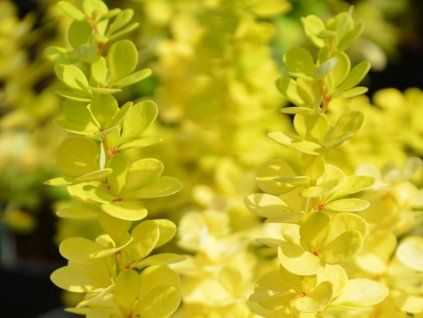 Dřišťál Thunbergův 'Yellow Bird'  Berberis thunbergii 'Yellow Bird'